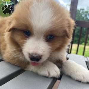 Milo, Australian Shepherd Puppy